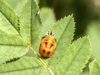Harmonia axyridis 62, Aziatisch lieveheersbeestje, Saxifraga-Jan van der Straaten