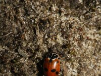 Hippodamia variegata