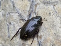 Great silver water beetle (Hydrophilus piceus) on stone table  Great silver water beetle (Hydrophilus piceus) on stone table : Great silver water beetle, Hydrophilus piceus, beetle, water beetle, black, animal, fauna, insect, wild animal, beauty, beauty in nature, single animal, nature, natural, outside, outdoors, summer, summertime, outdoor, bug