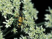 Leptura maculata
