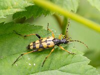 Leptura maculata 8, Geringelde smalbok, Saxifraga-Bart Heijne : 2025, Cerambycidae, Coleoptera, Engbertsdijksvenen, Leptura maculata, Rutpela maculata, boktor, geringelde smalbok, insect, juni, kever, stack 5, zomer