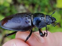Lucanus cervus 108, Vliegend hert, Saxifraga-Ben Delbaere