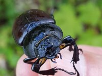Lucanus cervus 109, Vliegend hert, Saxifraga-Ben Delbaere  IICSA   IICSA