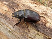 Lucanus cervus 16, Vliegend hert, female, Saxifraga-Hans Grotenhuis