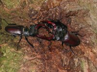 Lucanus cervus 24, Vliegend hert, male, Saxifraga-Mark Zekhuis