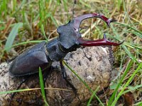 Lucanus cervus 28, Vliegend hert, male, Saxifraga-Hans Grotenhuis