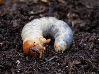 Lucanus cervus 77, Vliegend hert, Saxifraga-Mark Zekhuis