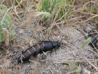 Meloe variegatus