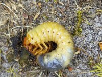 Larva of Common cockchafer (Melolontha melolontha)  Larva of Common cockchafer (Melolontha melolontha) : larva, Common cockchafer, Melolontha melolontha, maybug, maybeetle, doodlebug, beetle, insect, bug, animal, single animal, wild, invertebrate, wildlife, zoology, biology, nature, natural, summer, summertime, no people, nobody, outside, outdoor, outdoors, spring, springtime
