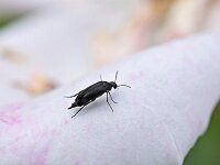 Mordellidae sp