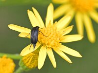 Mordellidae 2, Spartelkever, Saxifraga-Tom Heijnen