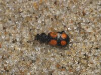 Panagaeus bipustulatus