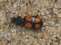 Panagaeus bipustulatus 2, Tweevleksmalkop, Saxifraga-Sytske Dijksen