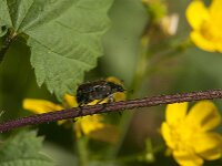 Phyllopertha horticola 15, Rozenkever, Saxifraga-Jan van der Straaten