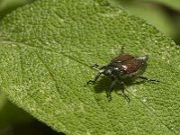 Phyllopertha horticola 17, Rozenkever, Saxifraga-Jan van der Straaten