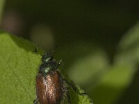 Phyllopertha horticola 18, Rozenkever, Saxifraga-Jan van der Straaten