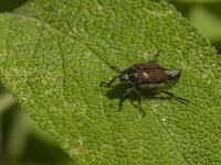 Phyllopertha horticola 19, Rozenkever, Saxifraga-Jan van der Straaten