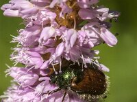 Phyllopertha horticola 22, Rozenkever, Saxifraga-Jan van der Straaten