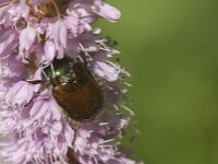 Phyllopertha horticola 24, Rozenkever, Saxifraga-Jan van der Straaten