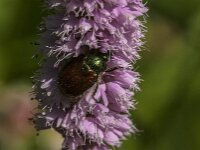 Phyllopertha horticola 25, Rozenkever, Saxifraga-Jan van der Straaten