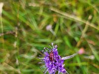 Plateumaris sericea