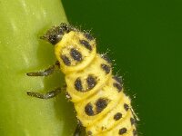 Psyllobora vigintiduopunctata 2, Citroenlieveheersbeestje, larva, Saxifraga-Ab H Baas