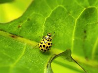 Psyllobora vigintiduopunctata 6, Citroenlieveheersbeestje, Saxifraga-Ben Delbaere