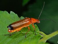 Kever D4498  Kever Diffelen op 14 juli 2013 : Naar Naturalis in 2013
