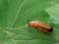 Rhagonycha fulva 15, Rode weekschildkever, Ab H. Baas