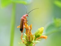 Rhagonycha fulva 21, Rode weekschild, Saxifraga-Tom Heijnen