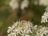 Rhagonycha fulva 23, Rode weekschild, Saxifraga-Jan van der Straaten