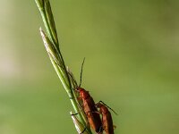 Rhagonycha fulva 3, Rode weekschildkever, Luuk Vermeer