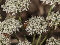 Rhagonycha fulva 32, Rode weekschild, Saxifraga-Jan van der Straaten