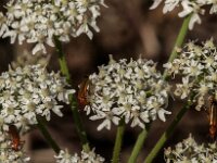 Rhagonycha fulva 33, Rode weekschild, Saxifraga-Jan van der Straaten