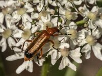 Rhagonycha fulva 34, Rode weekschild, Saxifraga-Jan van der Straaten