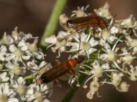 Rhagonycha fulva 36, Rode weekschild, Saxifraga-Jan van der Straaten
