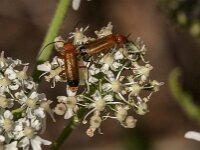 Rhagonycha fulva 37, Rode weekschild, Saxifraga-Jan van der Straaten