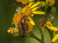 Rhagonycha fulva 38, Rode weekschild, Saxifraga-Jan van der Straaten