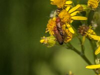 Rhagonycha fulva 39, Rode weekschild, Saxifraga-Jan van der Straaten