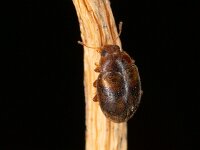 Rhyzobius chrysomeloides