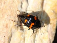 Scaphidium quadrimaculatum