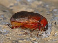 Serica brunna