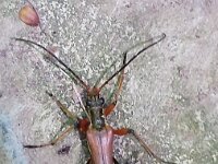Stenocorus meridianus