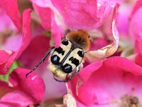 Trichius fasciatus 10, Penseelkever, Saxifraga-Tom Heijnen
