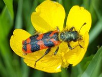 Trichodes alvearius 9, Behaarde bijenwolf, Saxifraga-Ben Delbaere