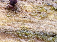 Dicyrtoma fusca 6, Saxifraga-Ben Delbaere