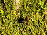 Dicyrtomina ornata 6, Saxifraga-Ben Delbaere