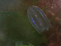 Beroe gracilis