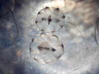 Pleurobrachia pileus 14, Zeedruifje, Saxifraga-Sytske Dijksen