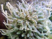 Halichondria panicea 5, Gewone broodspons, Saxifraga-Tom Heijnen